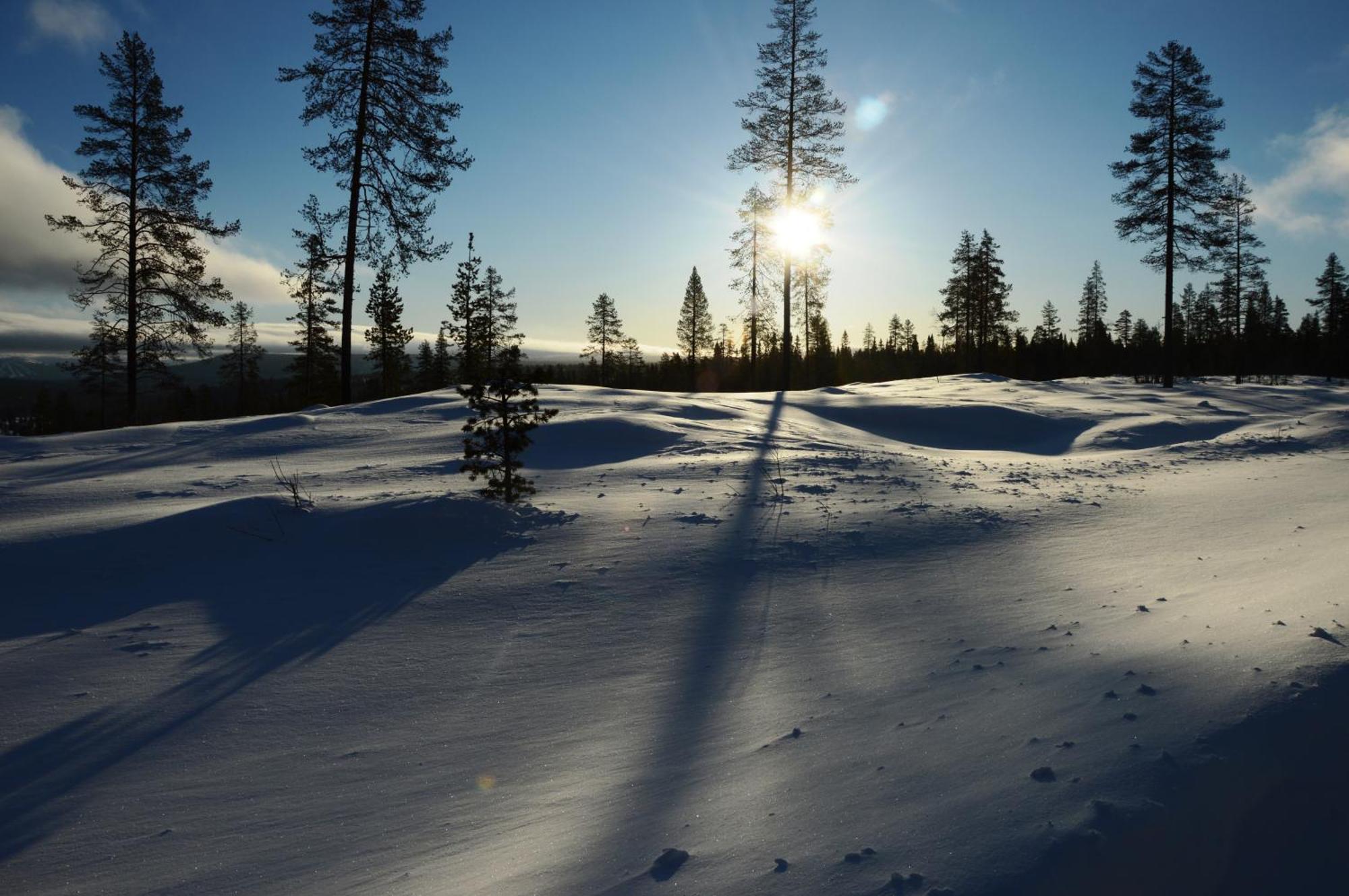 14 - Fulufjellets Nasjonalparker - Natur-, Dyre- Og Fugleopplevelser Trysil Exterior foto